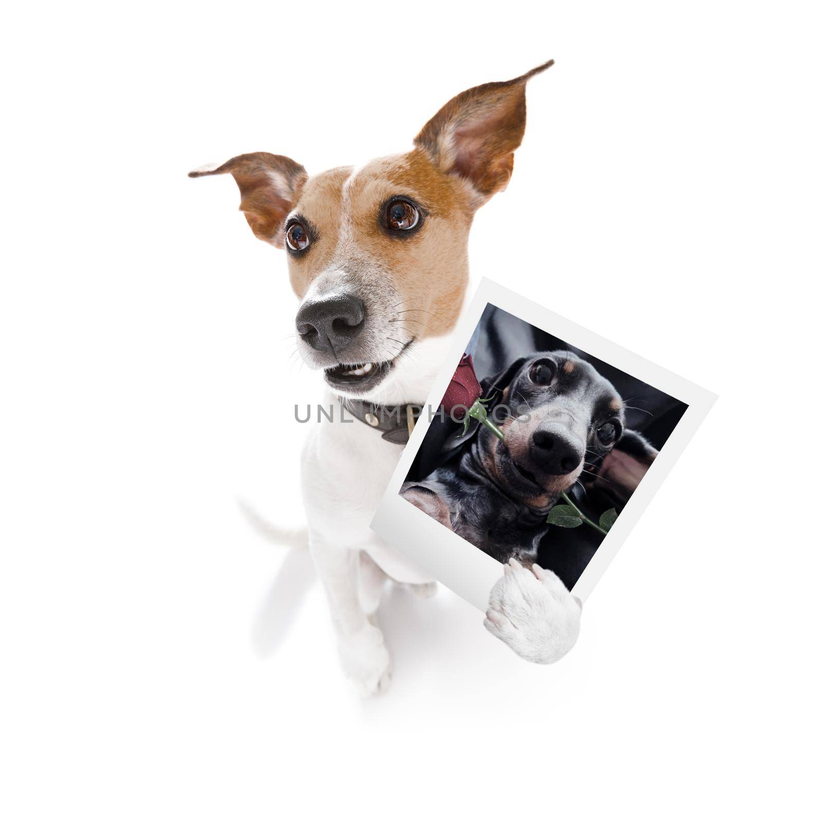 super funny jack russell dog holding a photograph with old retro style look isolated on white background