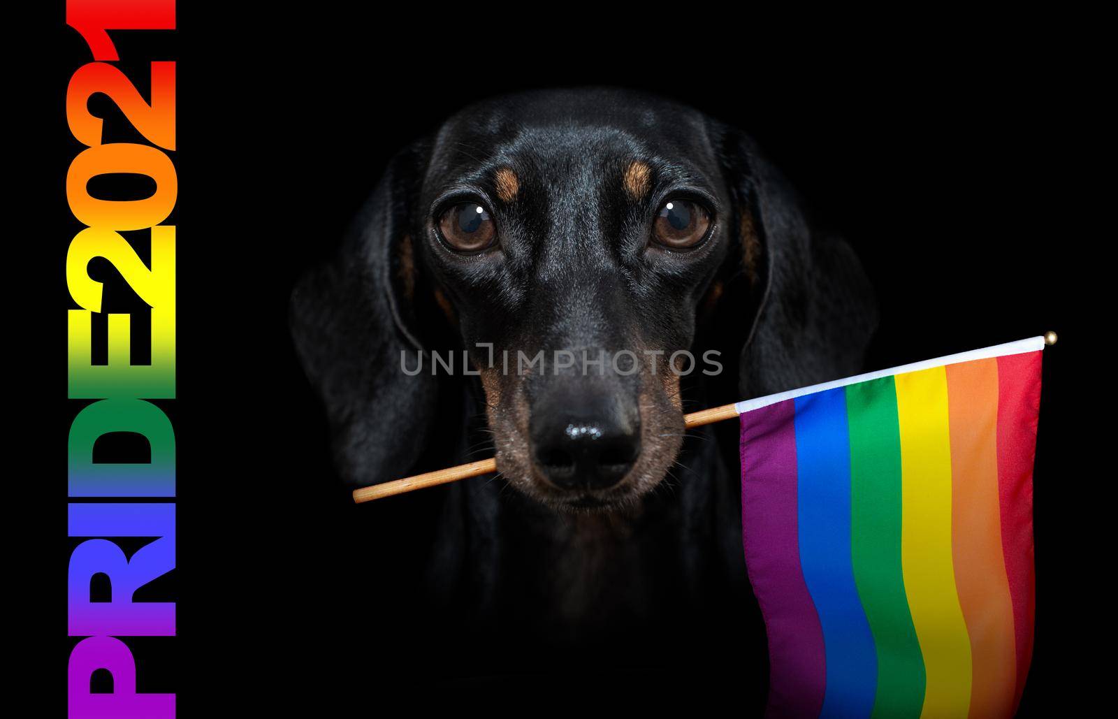 crazy funny gay dachshund proud of human rights ,, with rainbow flag  and sunglasses , isolated on black  dramatic dark background