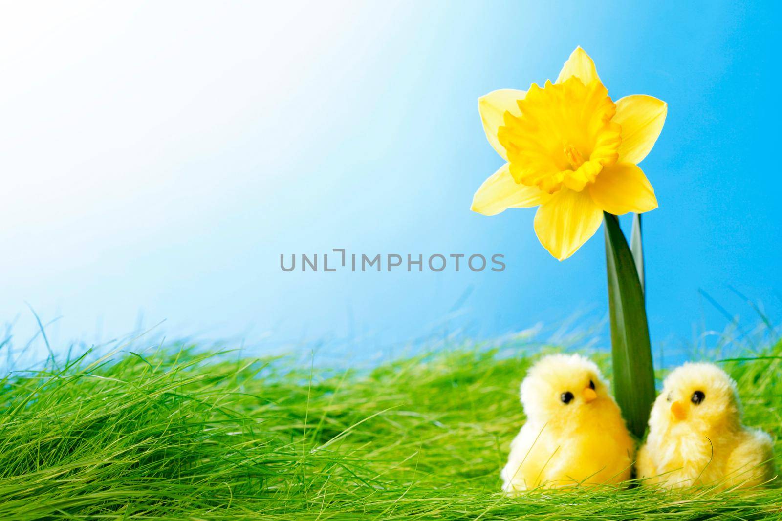 Yellow narcissus flowers and easter chicks on spring grass background
