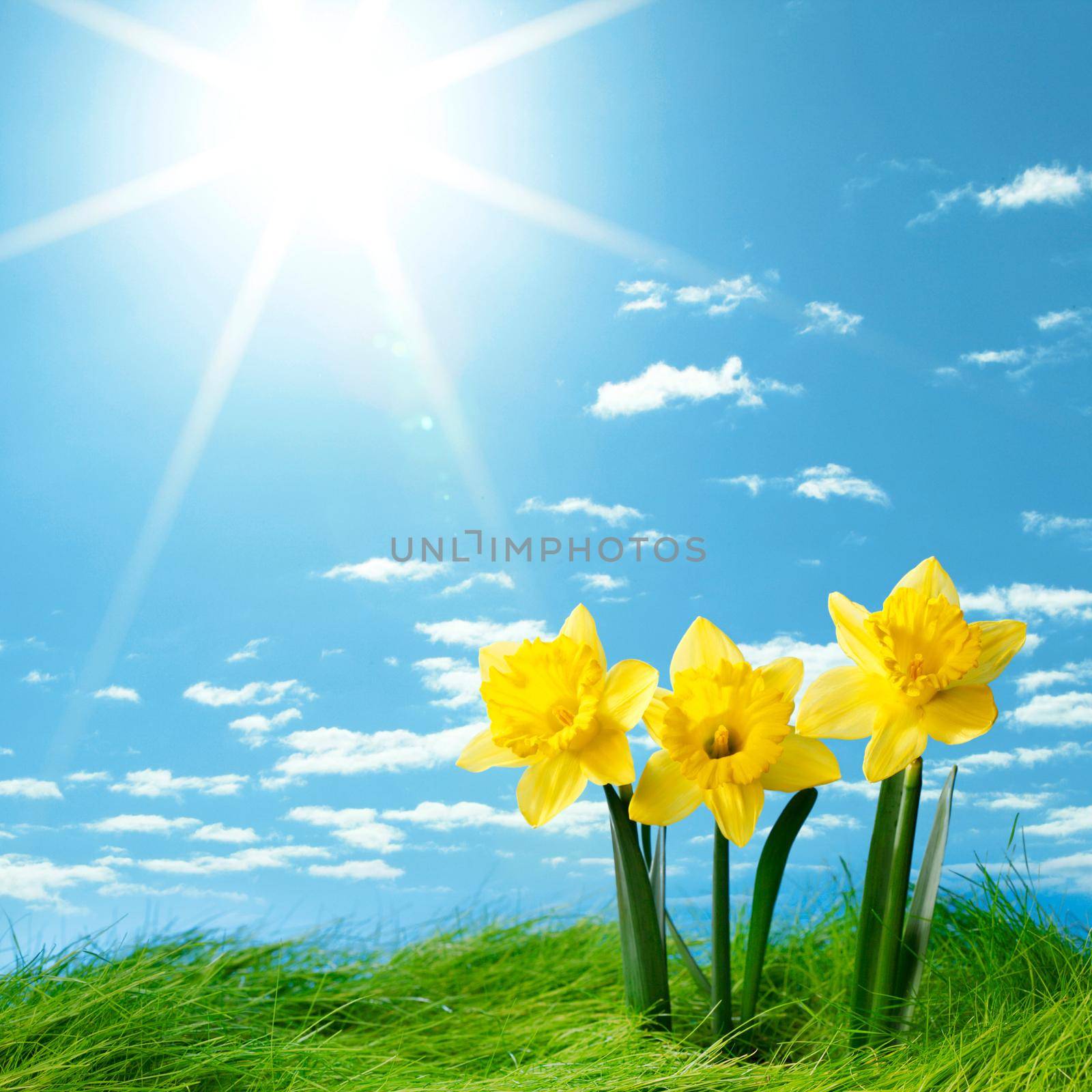 Daffodil flowers in the field under blue sky with sun and clouds