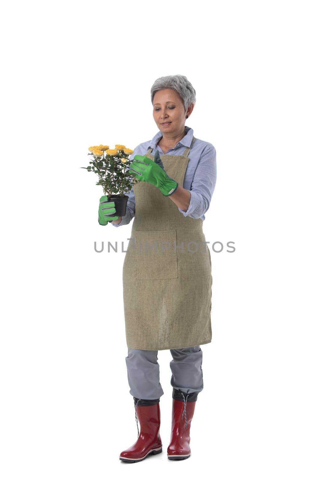 Gardening. Mature woman gardener worker with flowers in pot isolated on white background, full length portrait