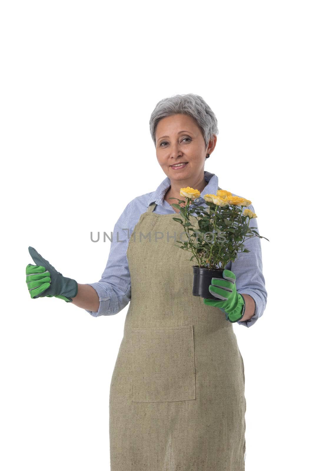 Gardening. Mature woman gardener worker with flowers in pot isolated on white background