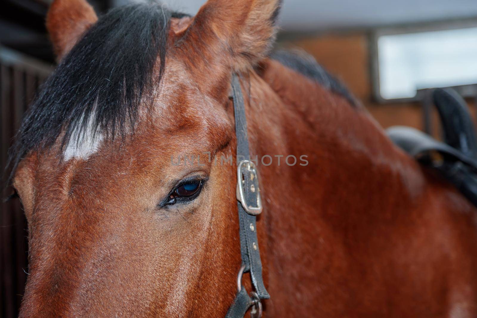 Close up portrait of a beautiful horse in a stable. Brown color