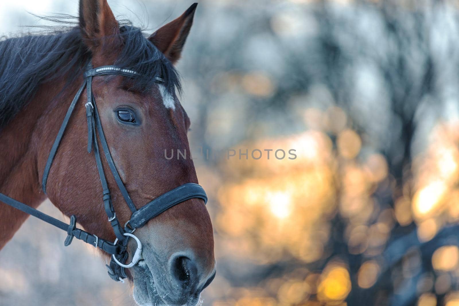 Close up portrait of a horse in winter at sunset. Brown color. Steam from the mare's nostrils