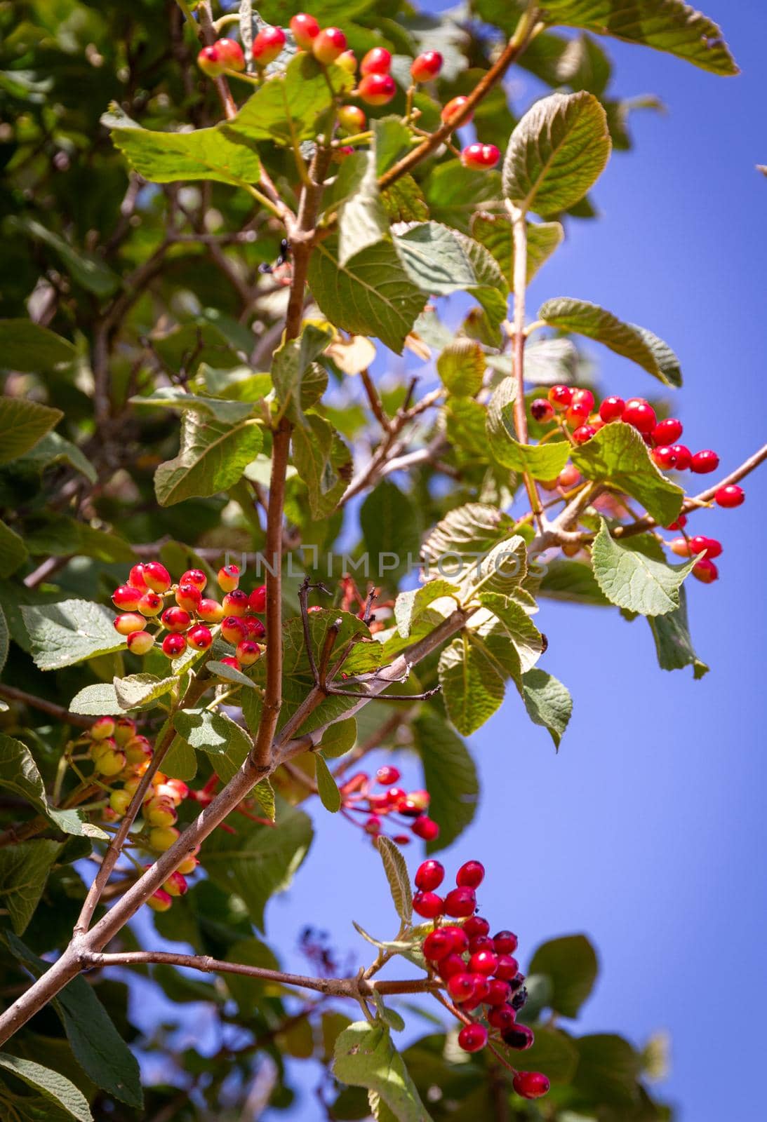 Detail of the branch of a bush with some red berries on a sunny day