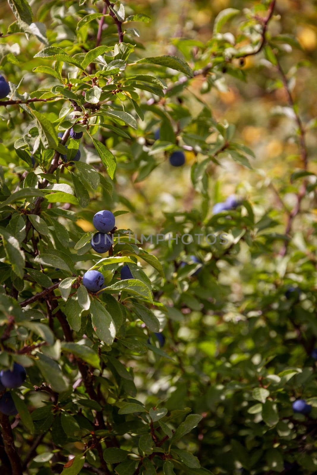 Detail of the branch of a bush with some dark blue berries on a sunny day