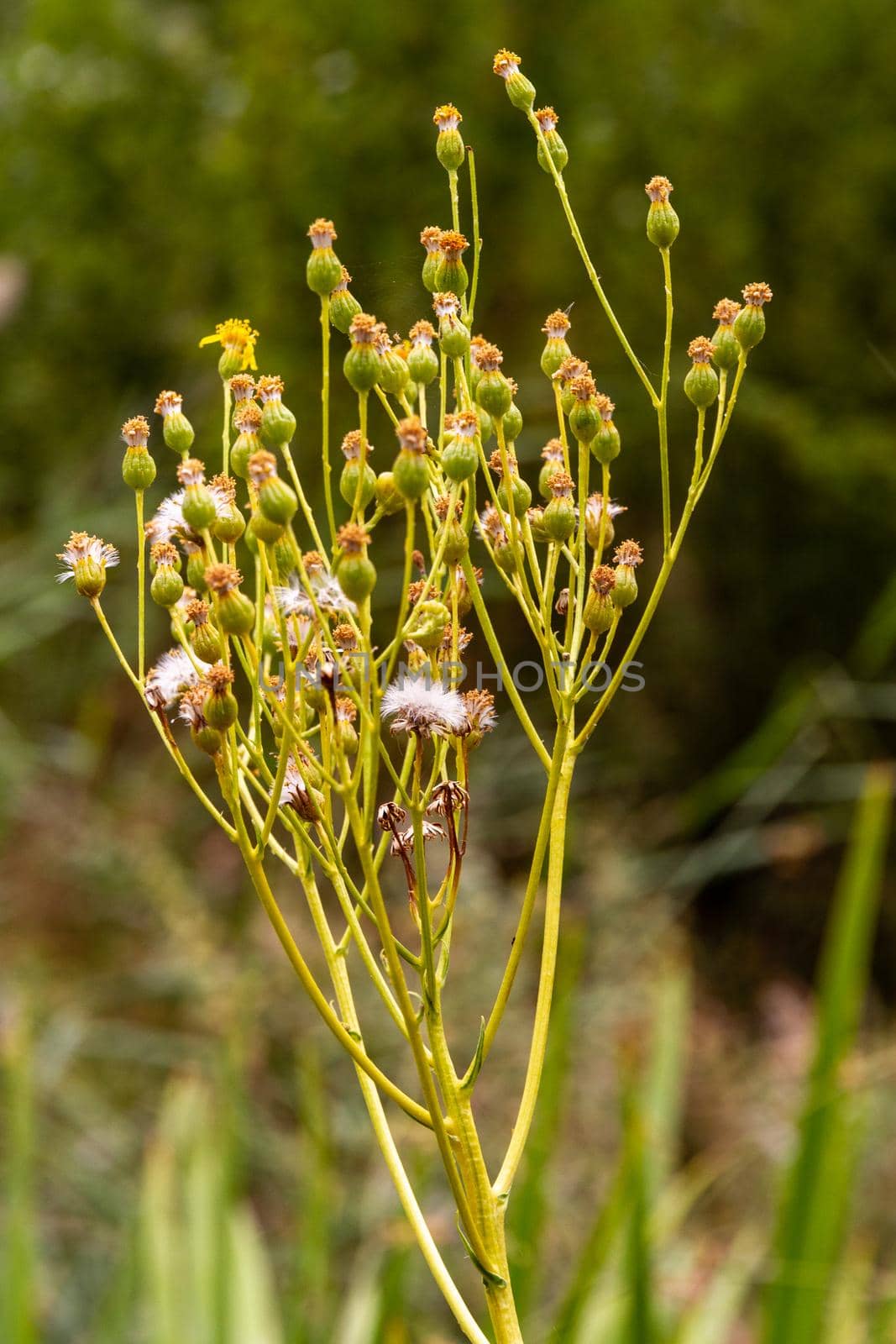 Detail of the branch of a bush with some small flowers and blossoms