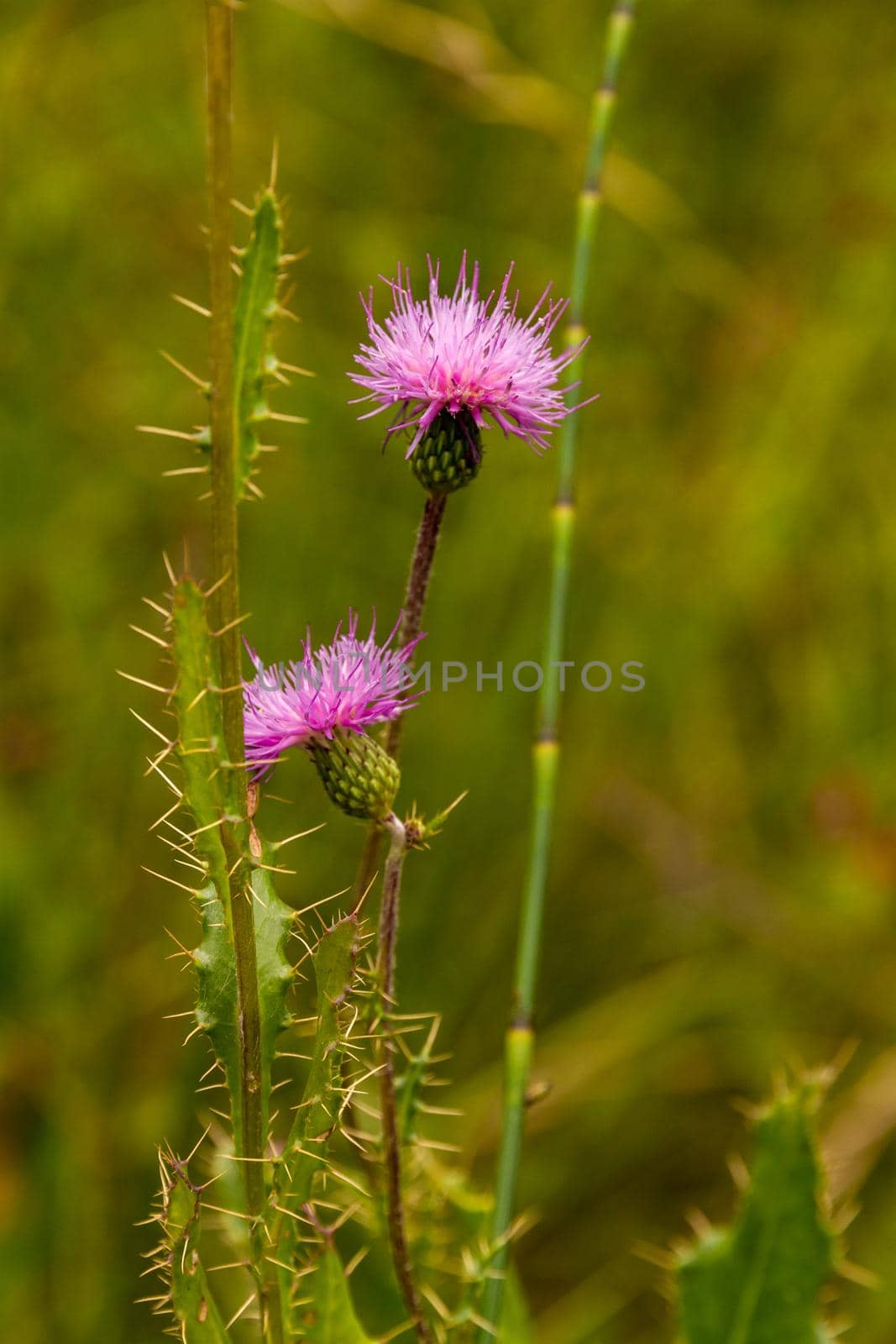 Detail of two pink thistle flowers in a branch against a blurry green background