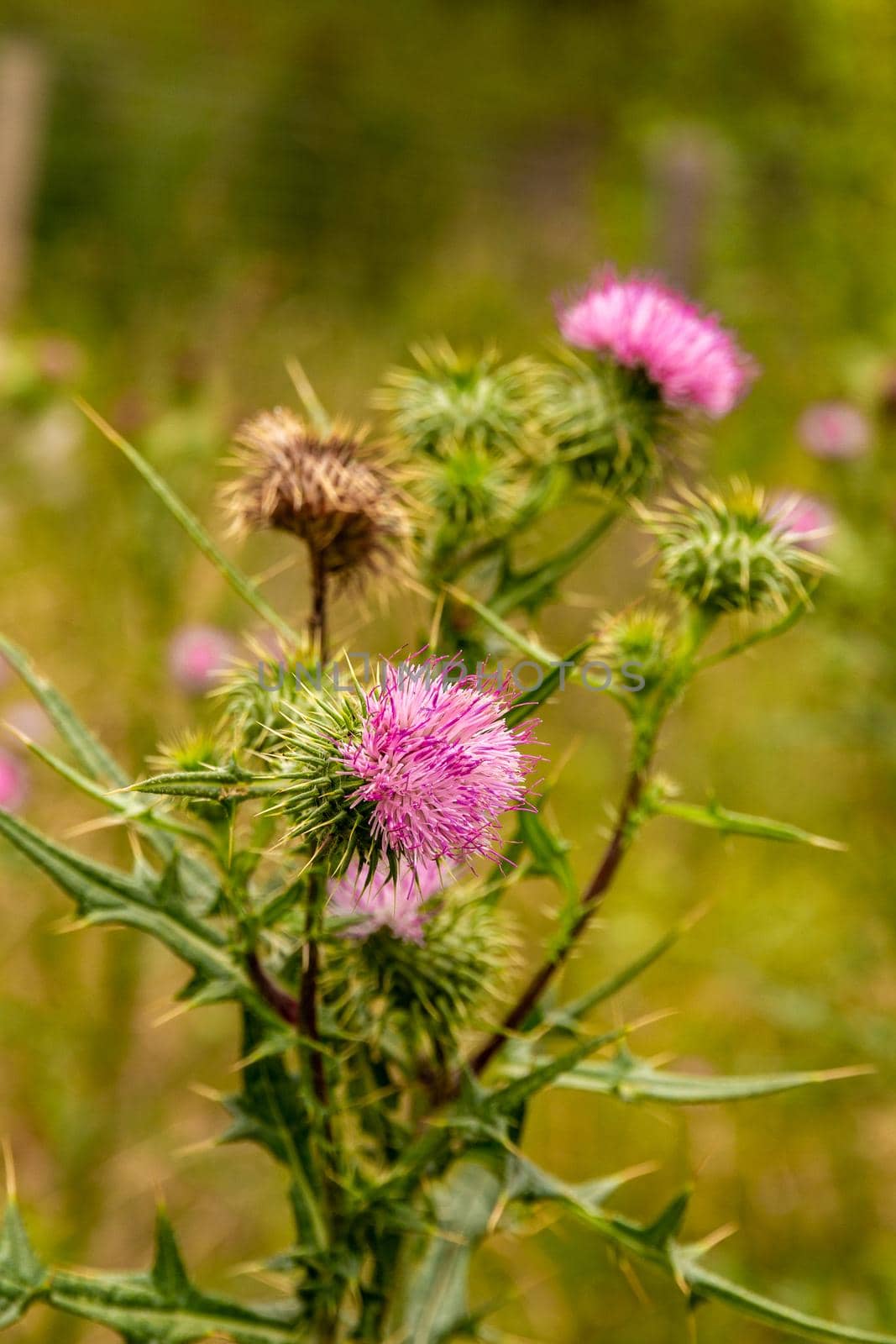 Detail of some pink thistle flowers in a branch against a blurry green background