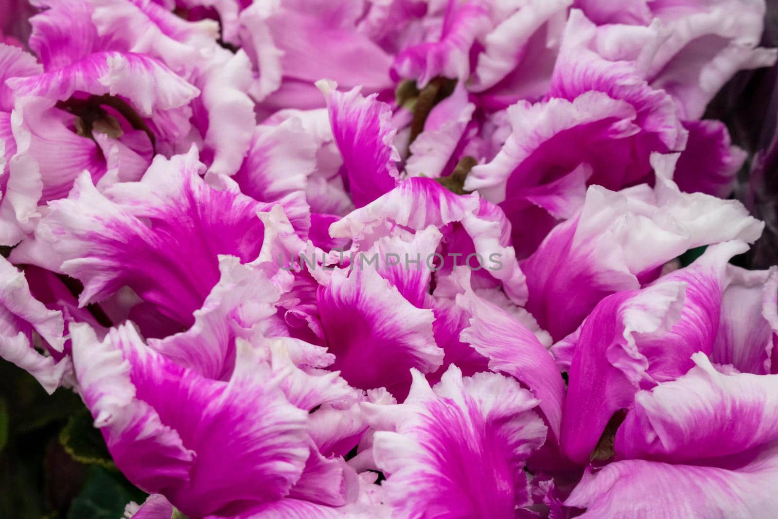 Cyclamen persicum.Flowering plants Bloom pink and white flowers