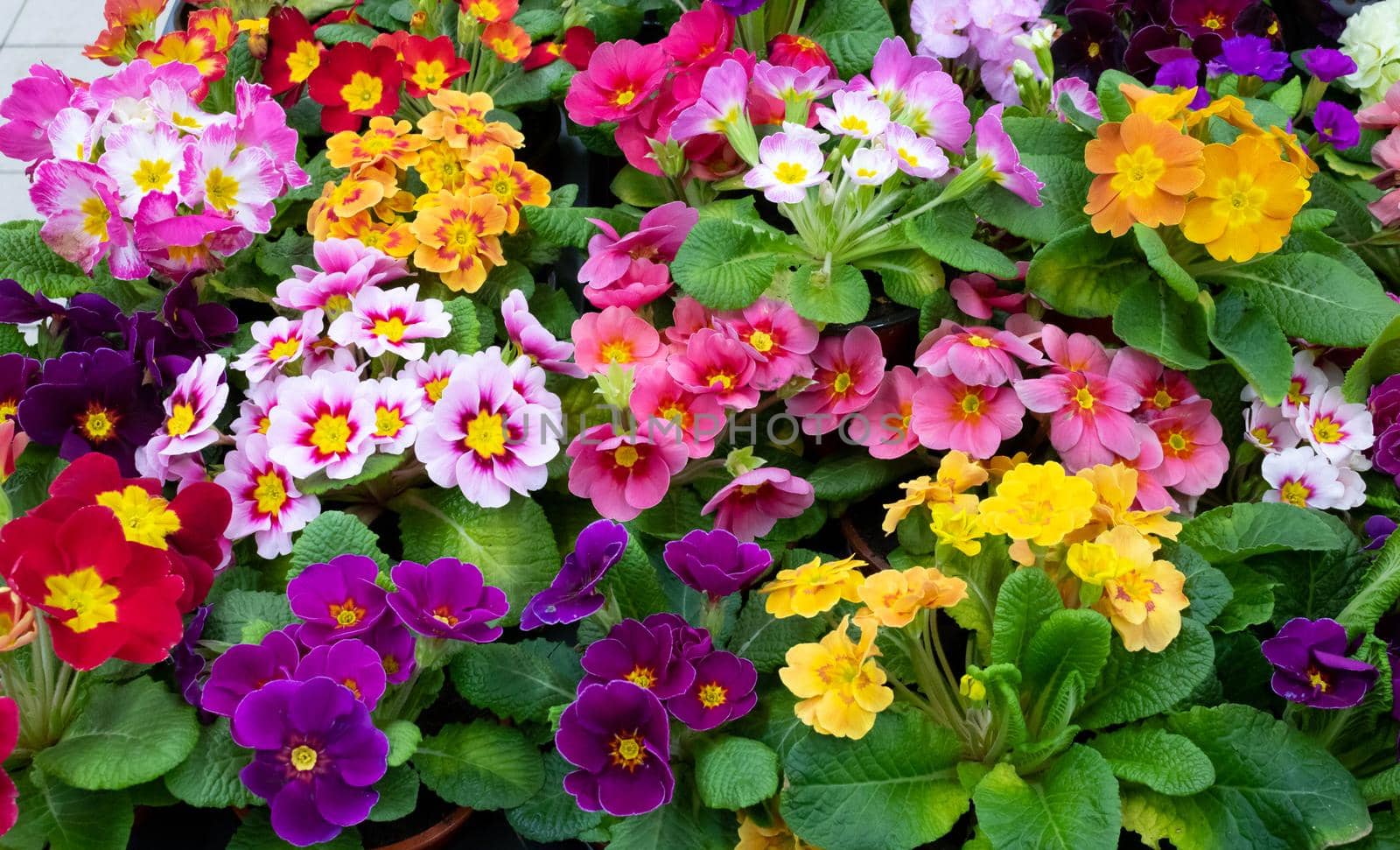 Primrose is multicolored in full bloom. Primula vulgaris blooms