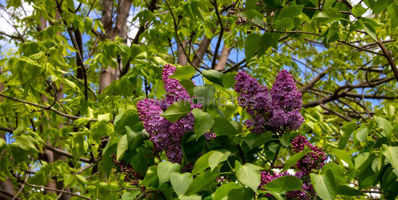 Lilac blossom flowers spring view. Spring lilac flowers. Lilac blooms. A beautiful bunch of lilac.