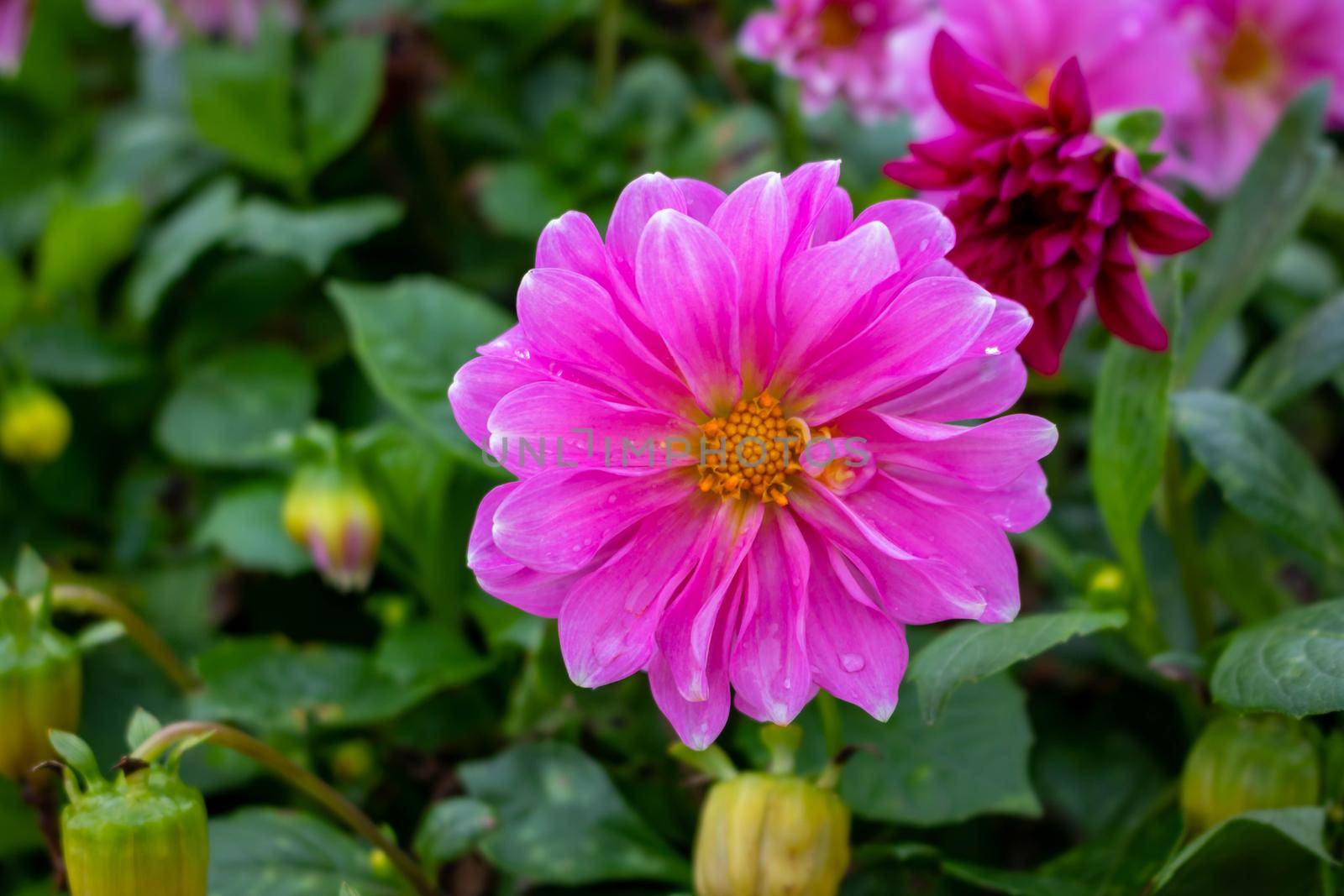 Pink Dahlia flower. This flower is A group of collarette dahlias.