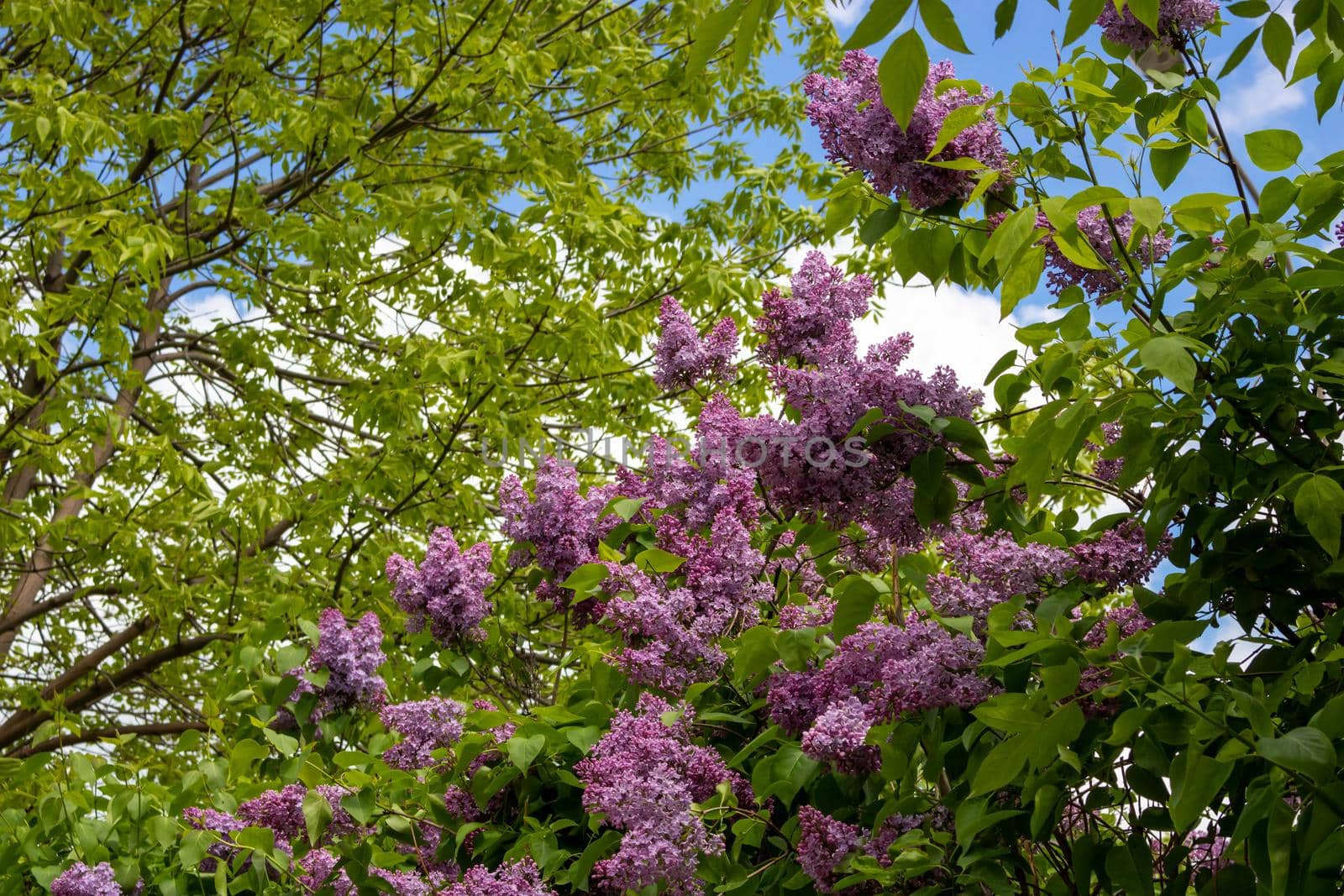 Blooming lilac against the sky. Beautiful purple lilac flowers outdoors. Lilac flowers on the branches.