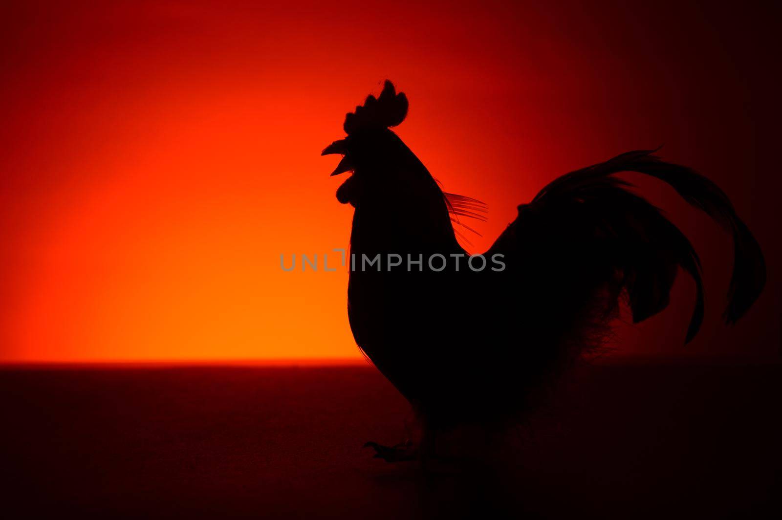 A silhouette of a Rooster during the morning red and orange hues of the sunrise.