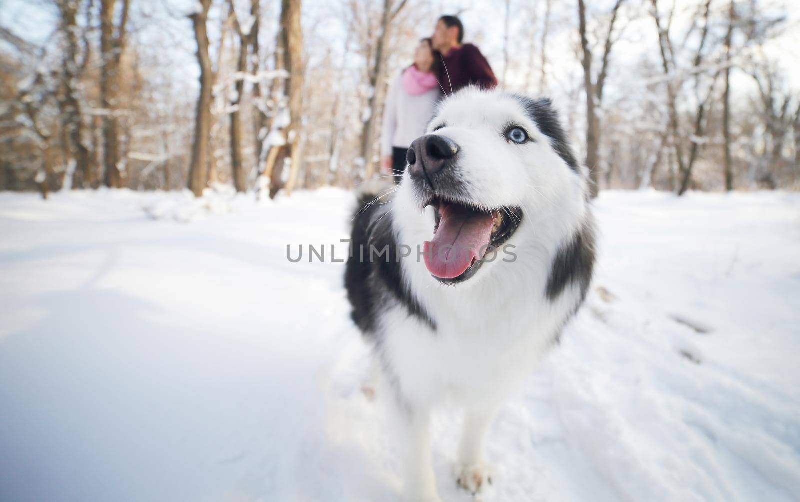 Cheerful muzzle of a dog husky in a winter park, in the background a young couple by selinsmo