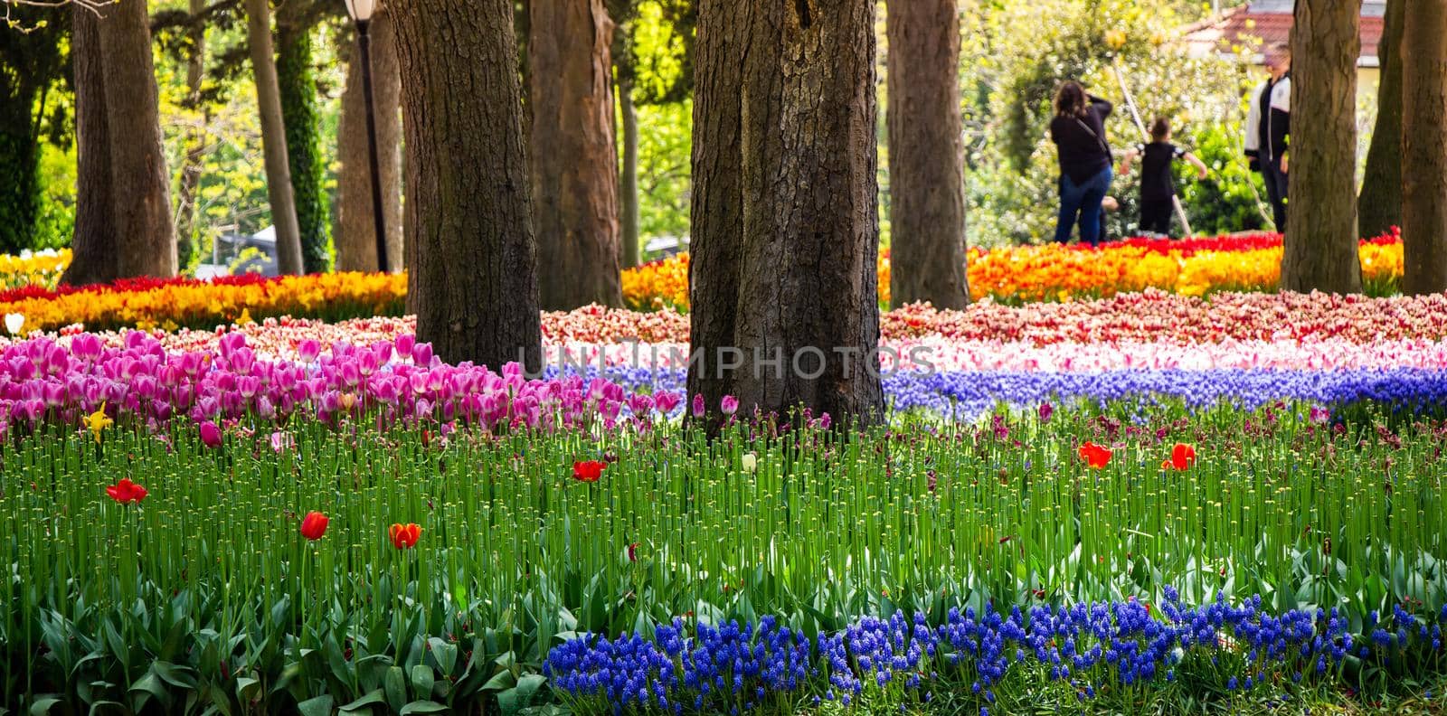 Blooming tulip flowers and trees in spring garden by berkay