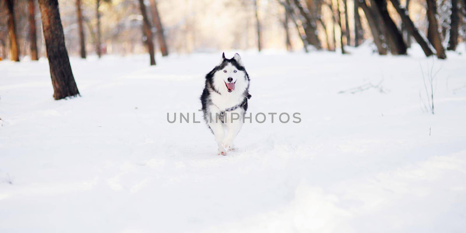 Husky dog with blue eyes runs fast in winter in the park. 