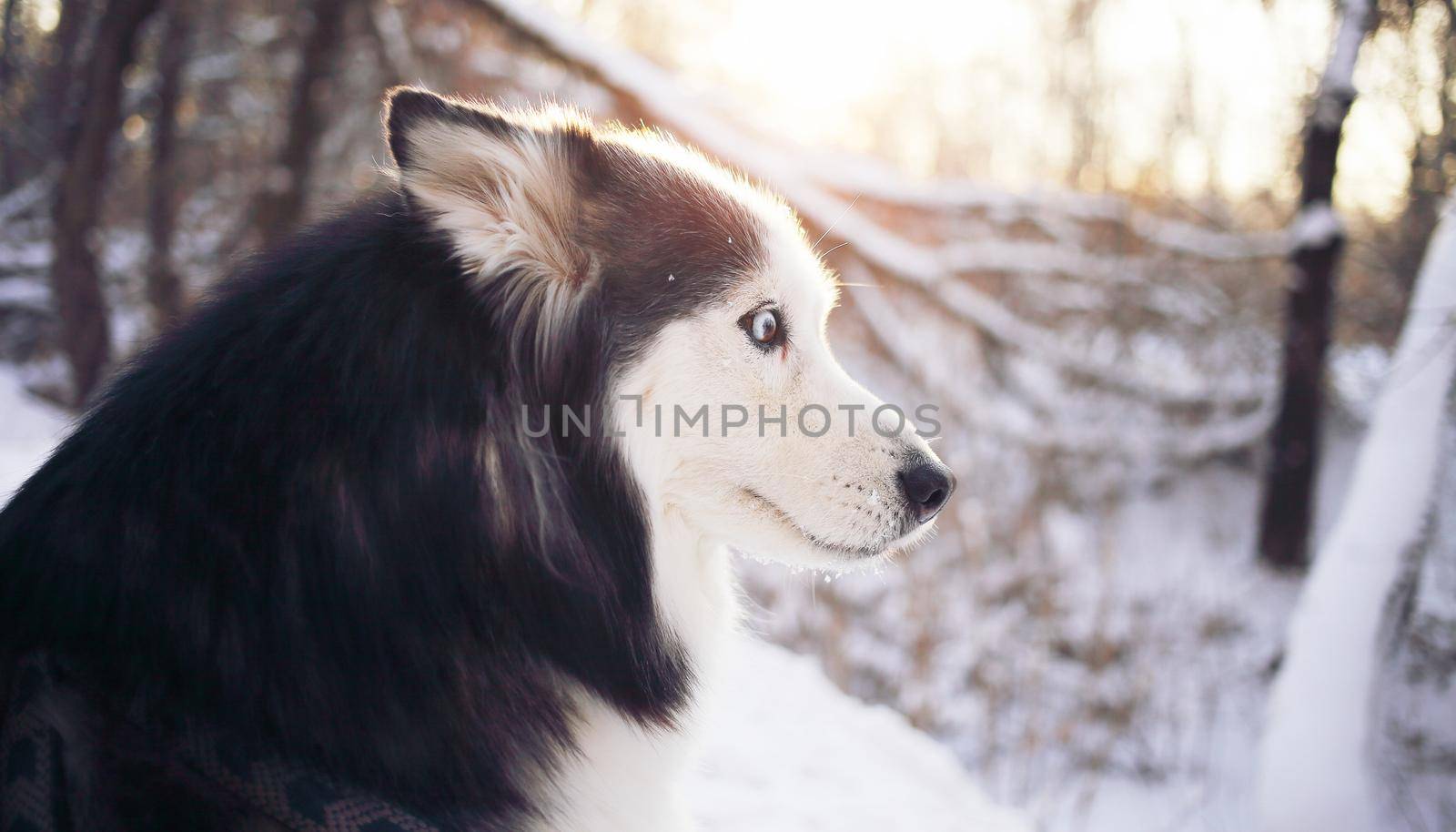 Husky dog with blue eyes in winter in the forest at sunset looks to the side. 
