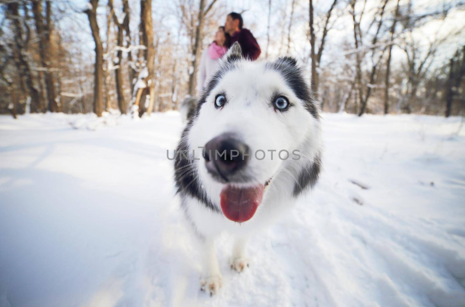 Cheerful muzzle of a dog husky in a winter park, in the background a young couple by selinsmo