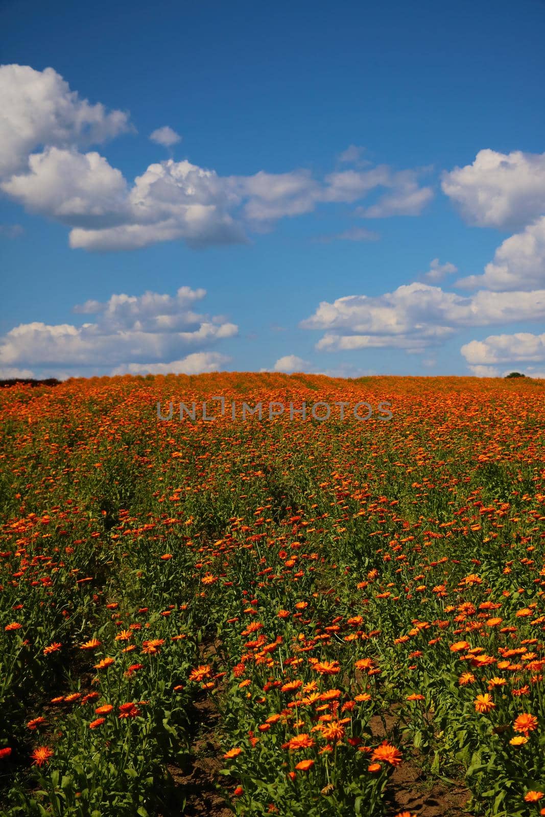 Blooming field of calendula. A useful plant used in medicine