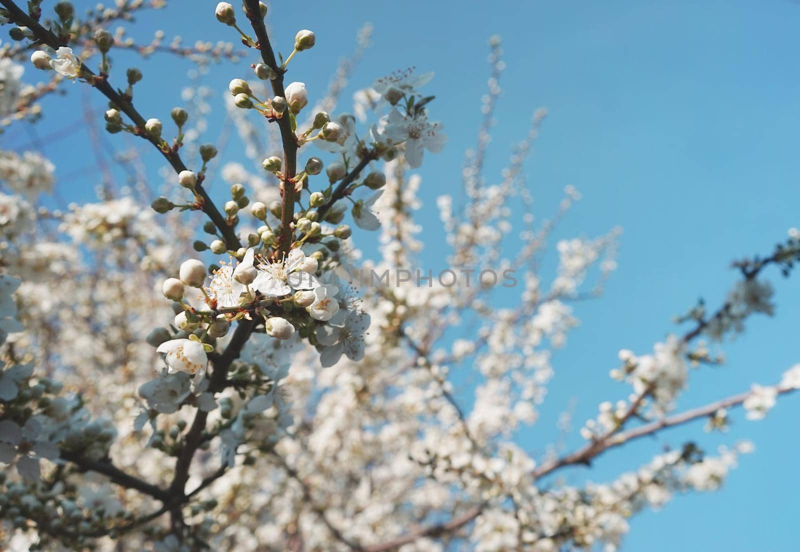 Natural floral background of a blooming fruit tree.