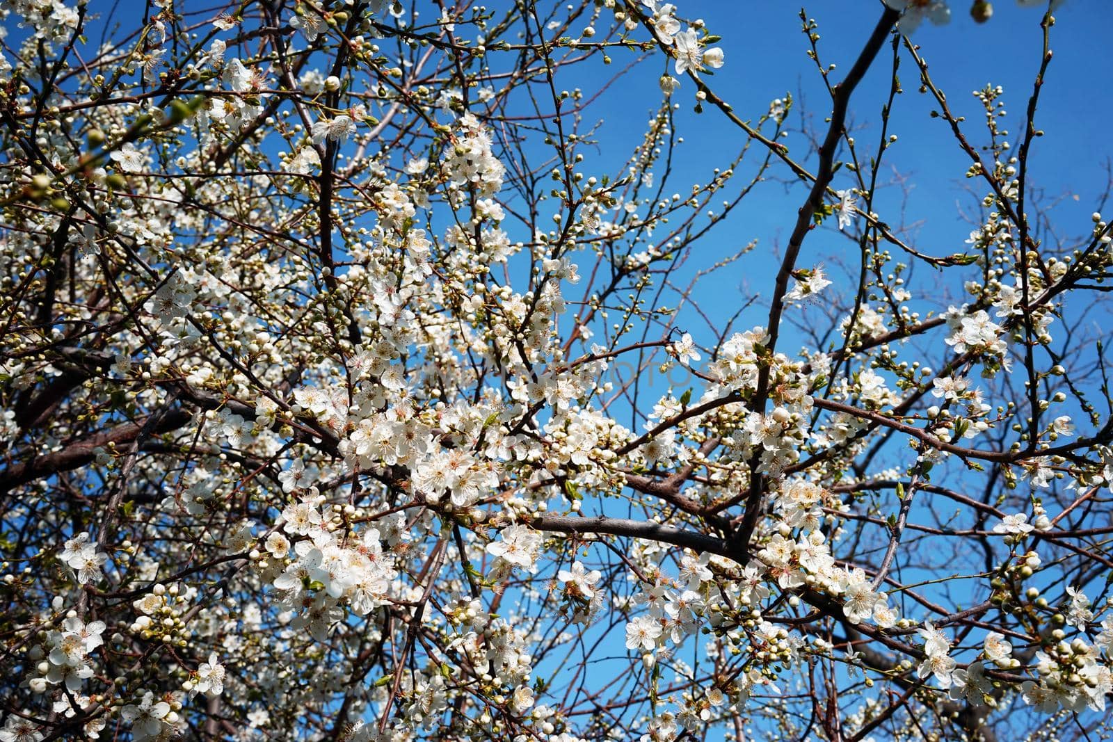 Natural floral background of a blooming fruit tree.