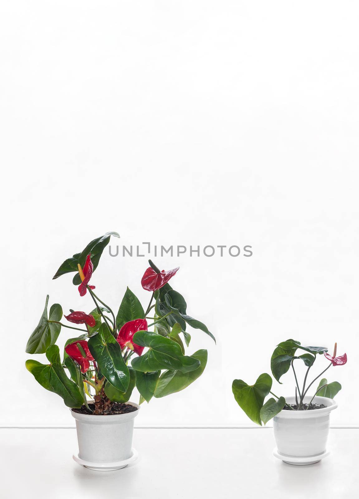 Indoor anthurium flowers on a white wall background by georgina198