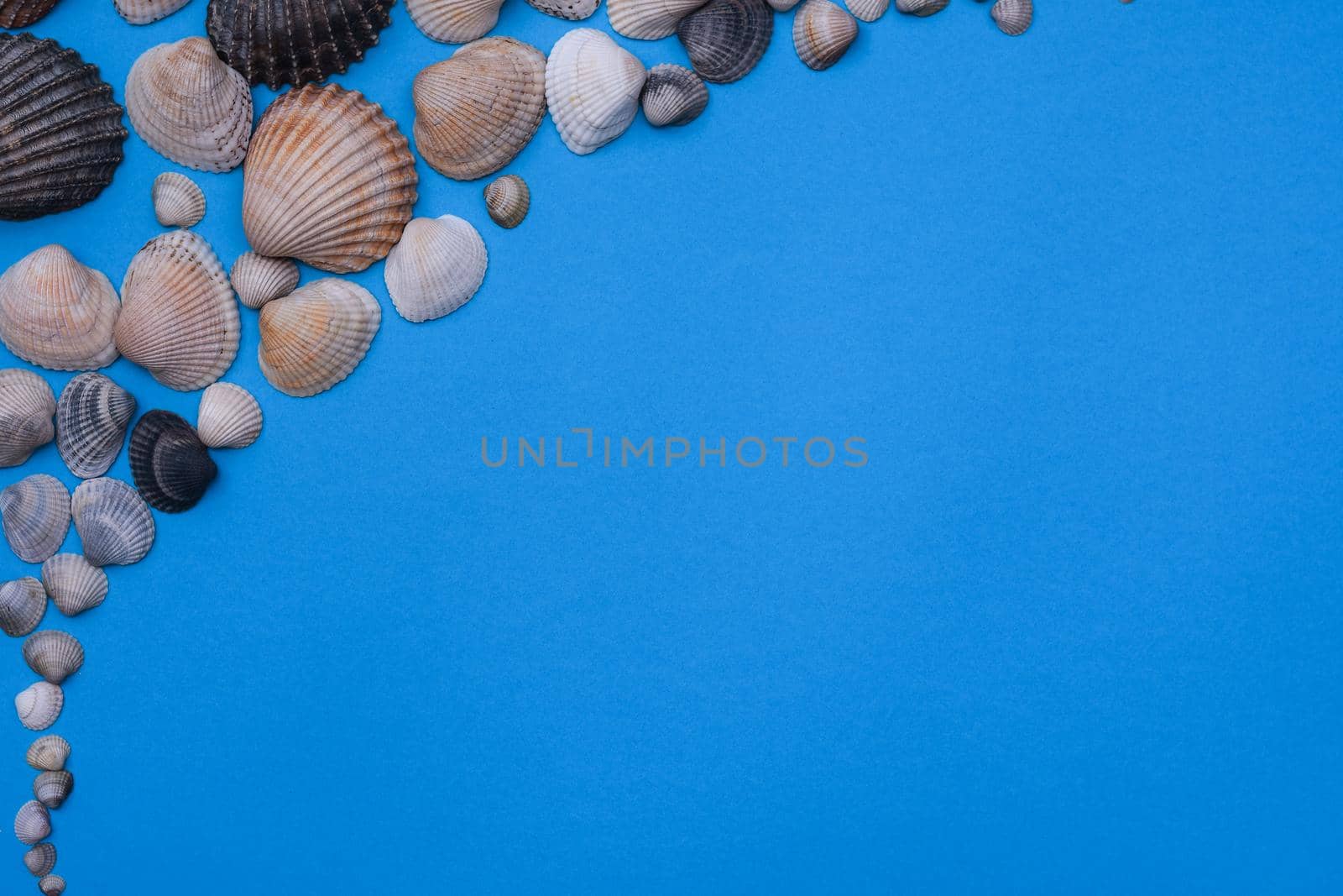  Seashells on a blue background. summer vacation at the sea. by ja-aljona