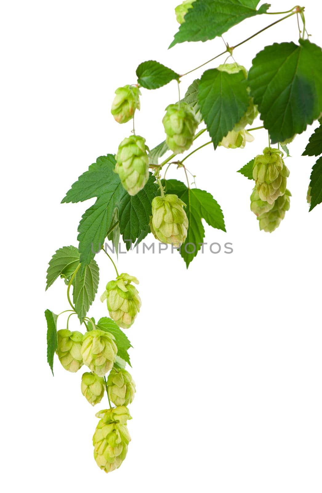 Fresh green hop branch, isolated on a white background. Hop cones for making beer and bread. Close up