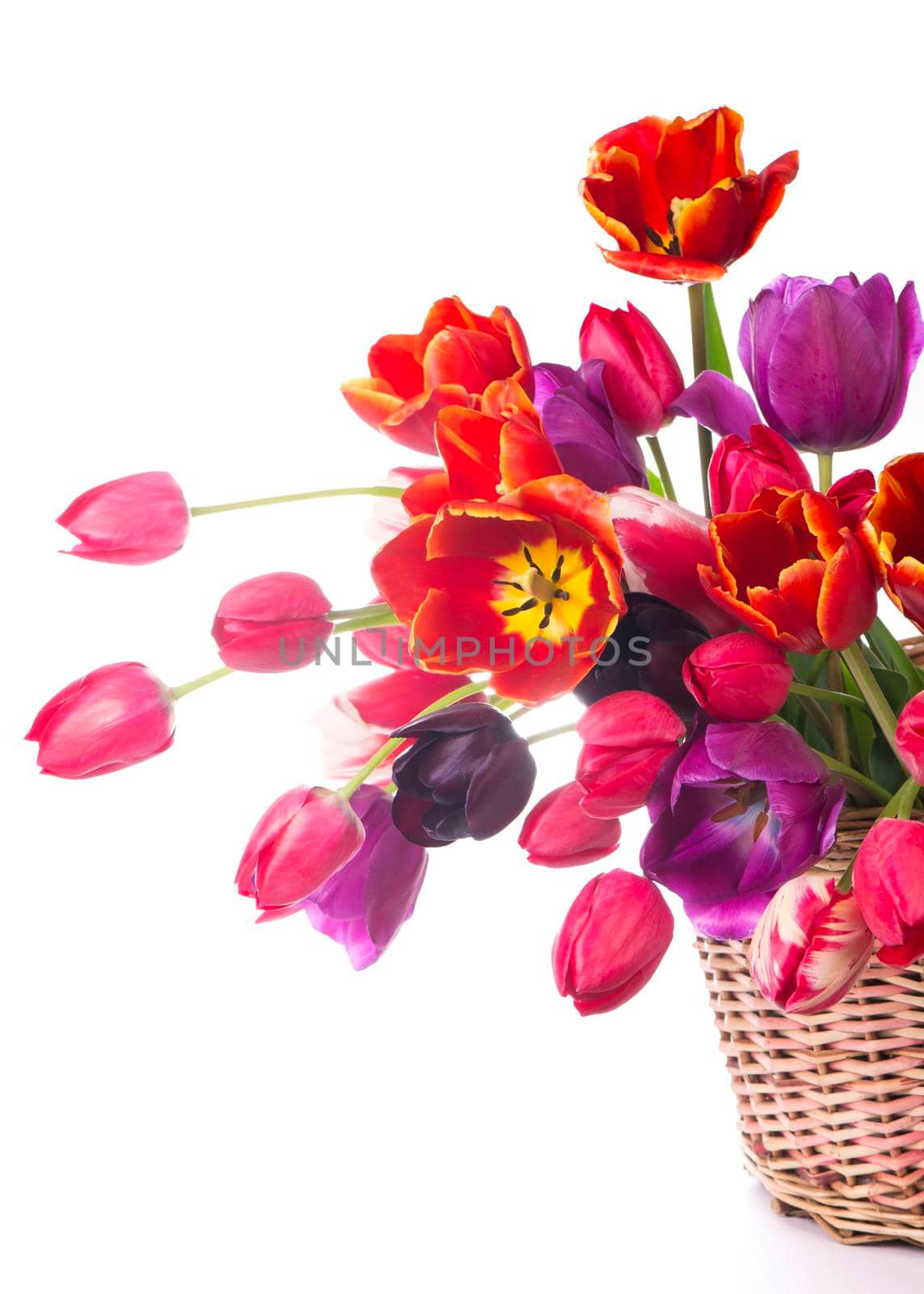 Spring color tulips in a bouquet with pink, red beautiful flowers isolated by aprilphoto