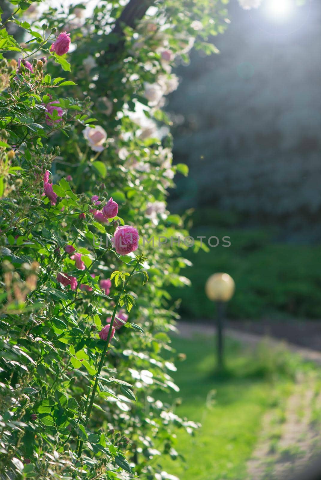 Rose flower bloom in roses garden on blurry roses background. by aprilphoto