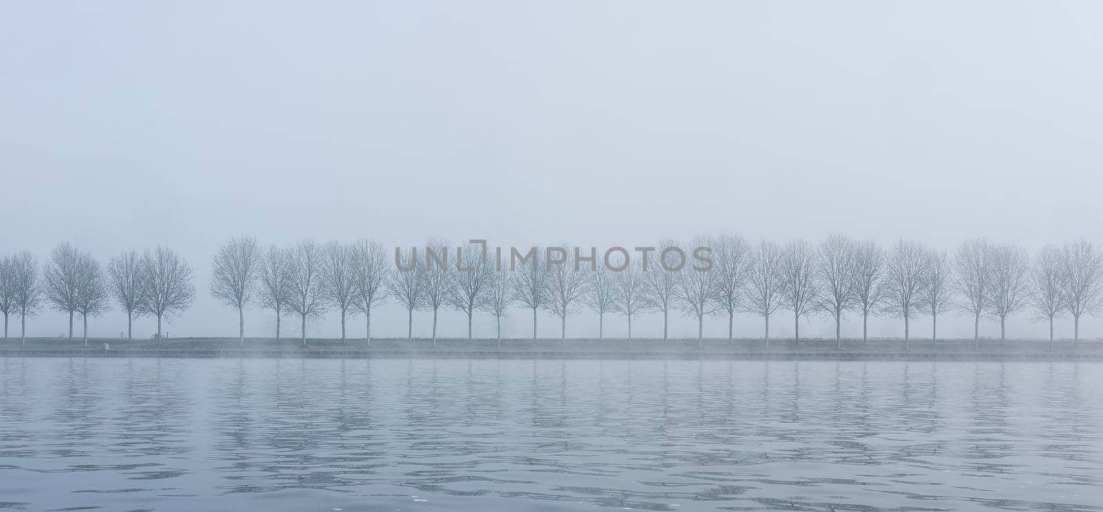 line of trees in the fog along canal in holland on quiet winter morning