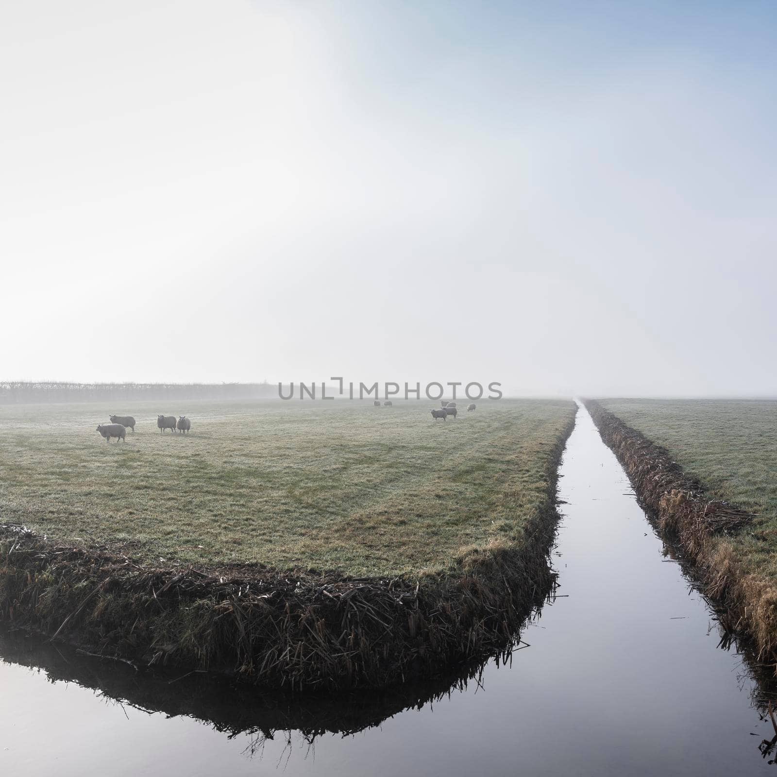 sheep in foggy green meadow near canals in the netherlands