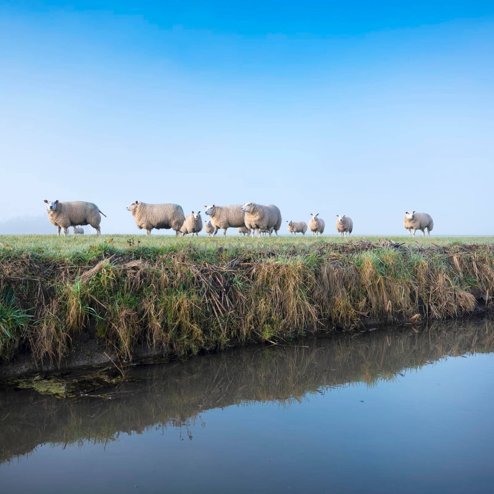 sheep in foggy green meadow near canal in the netherlands under blue sky
