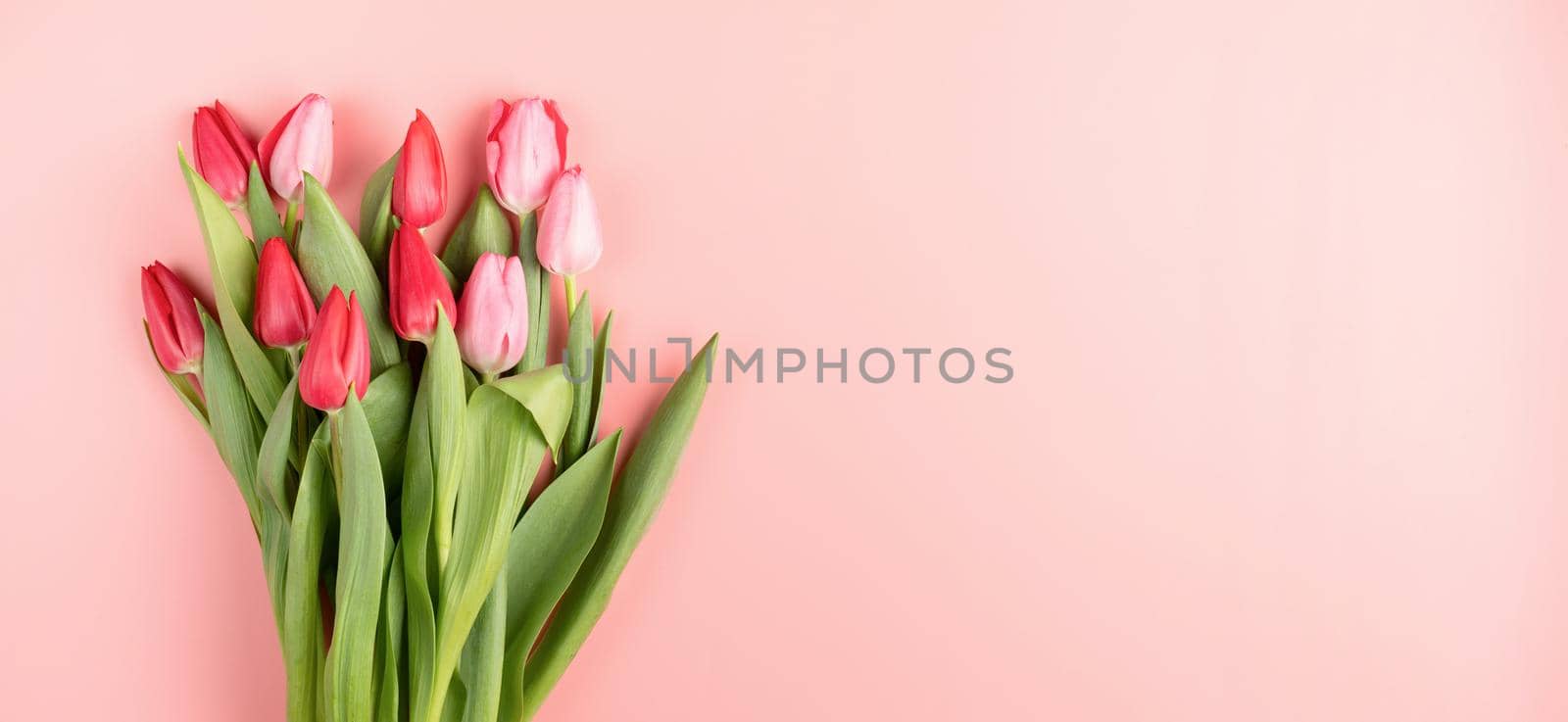 Red and pink tulips on pink solid background top view flat lay. Banner