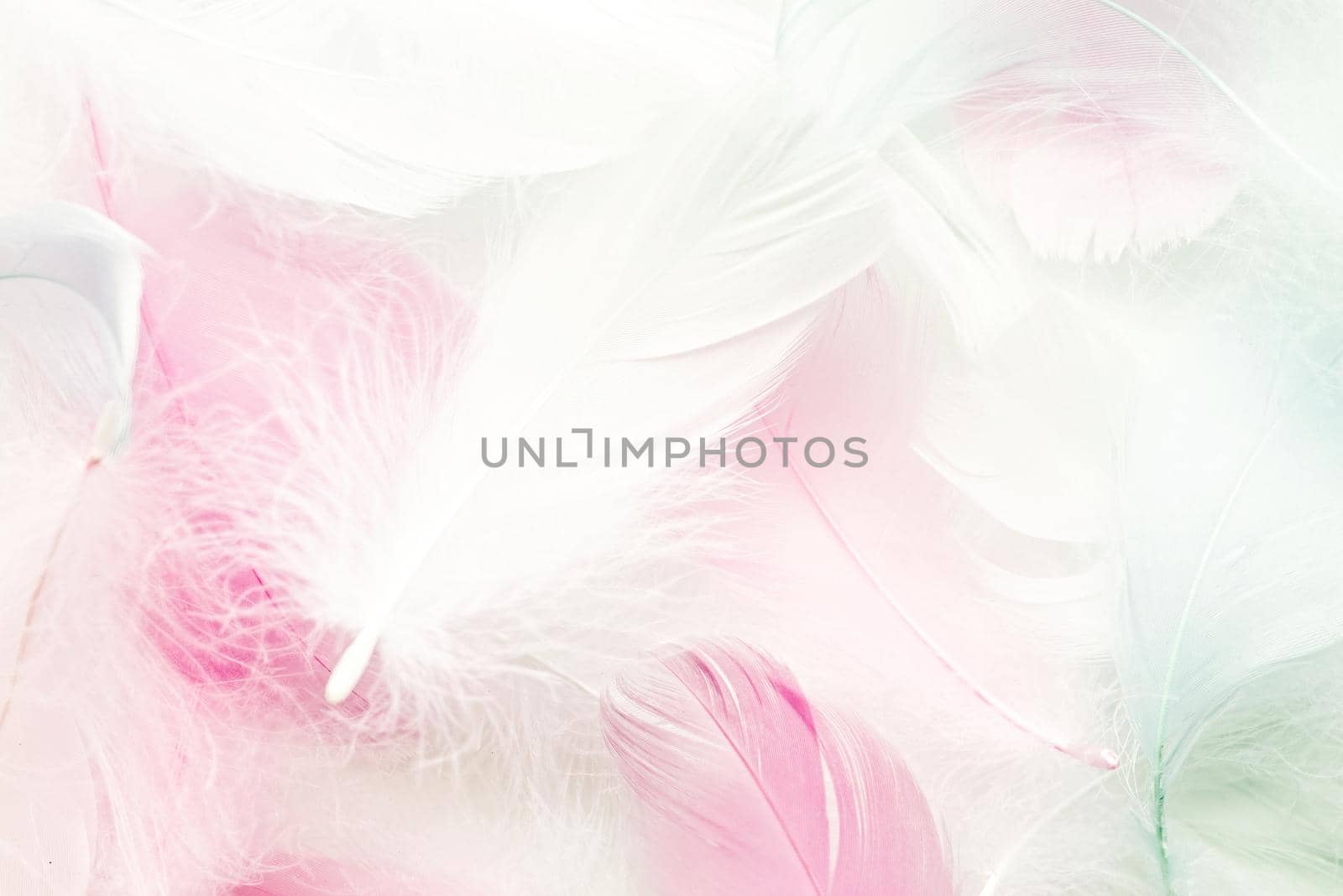 Pastel colored fluffy feathers of bird for background by Desperada