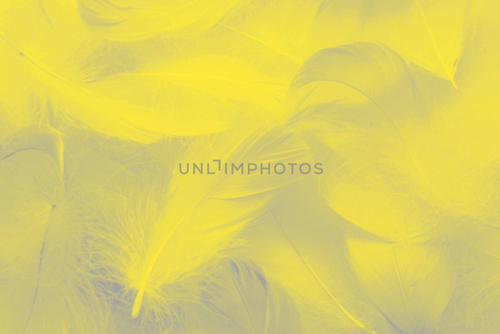 Abstract background. Texture. Fluffy bird feathers colored to the 2021 year colors, ultimate gray and illuminating