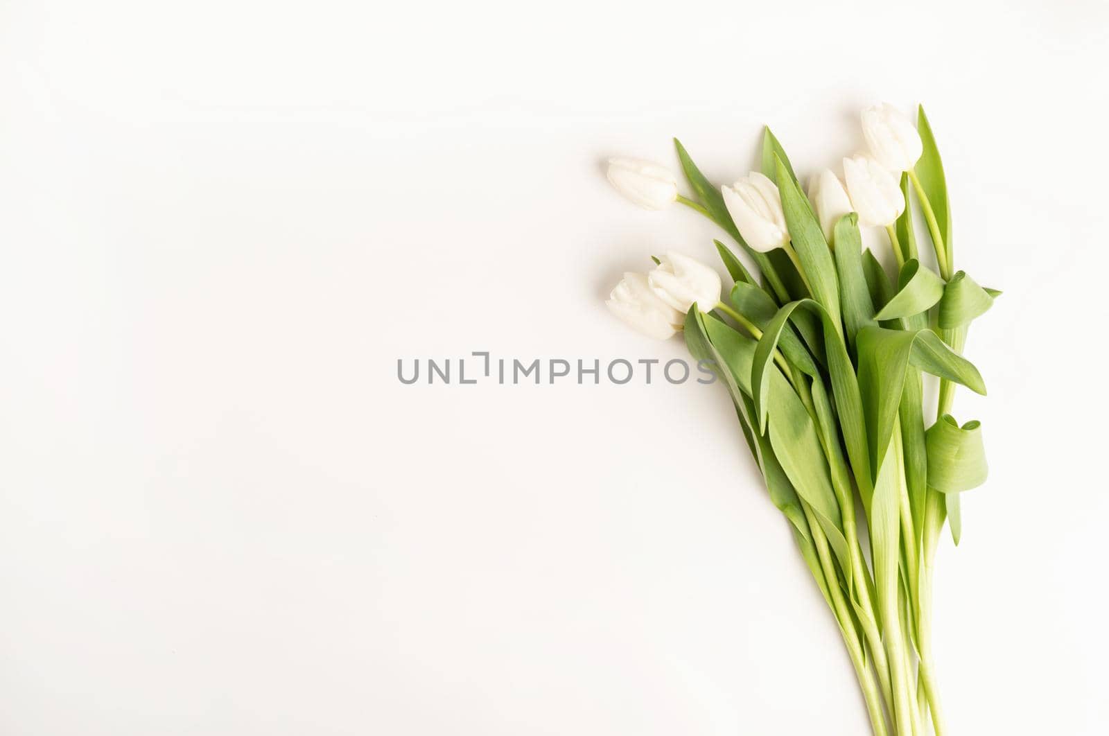 Mock up design. Fresh cut white tulip flowers top view on white background with copy space