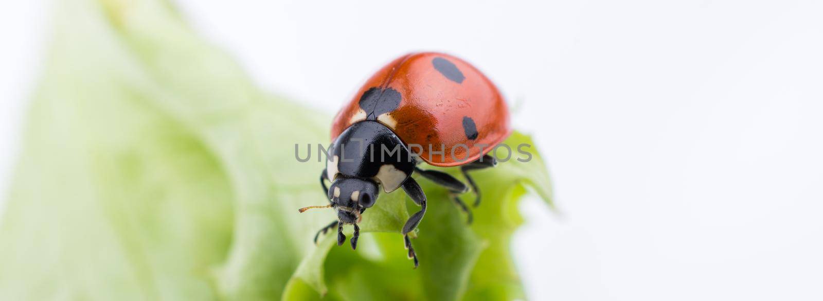 Beautiful photo of red ladybug walking on lettuce