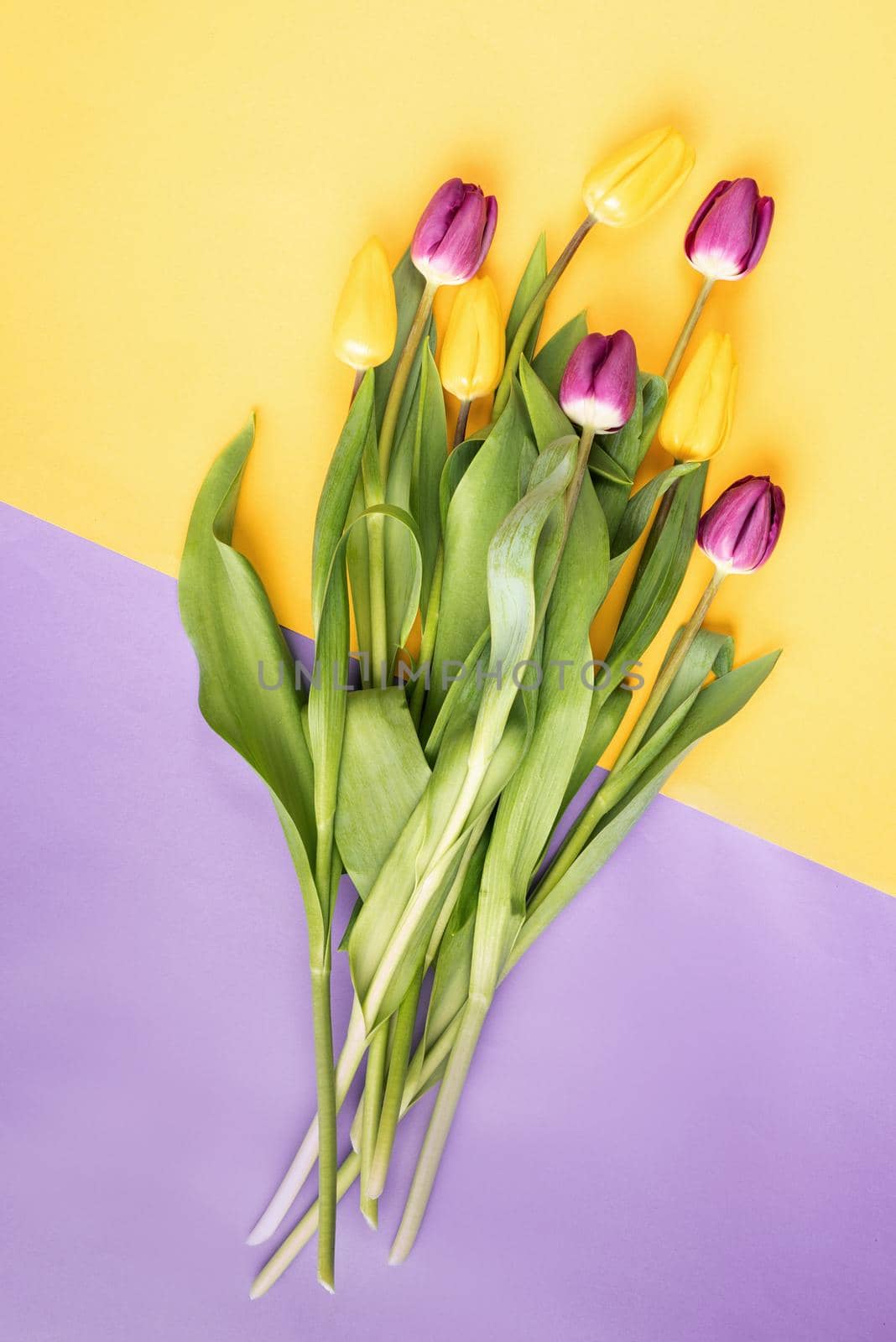 Spring flowers. Minimal. Top view of yellow and purple tulips on double colored background.