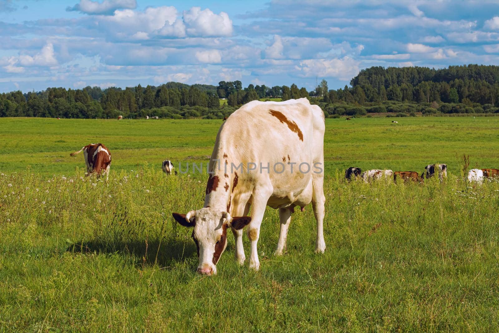 Cow on the pasture in rural area