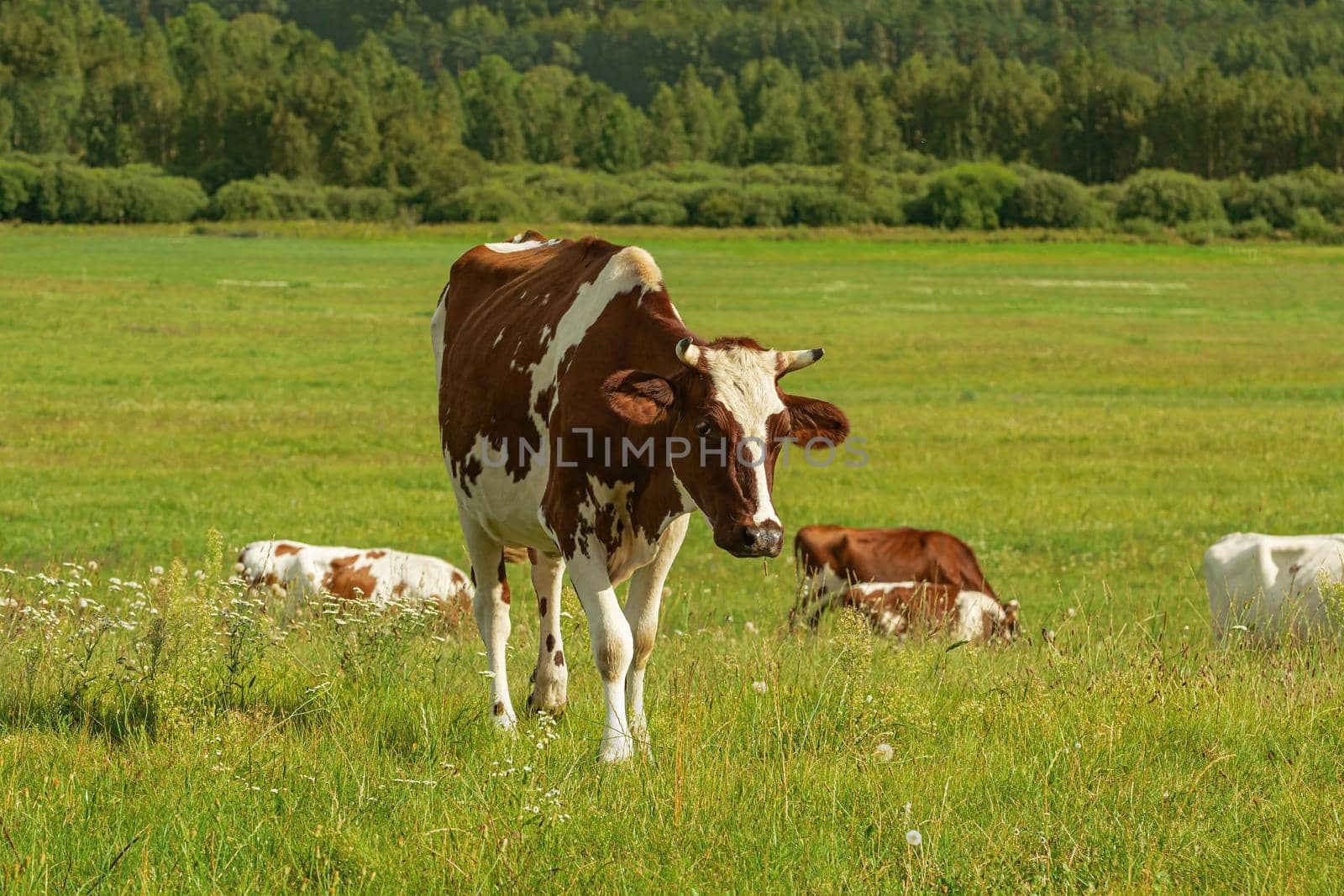 Cow on the pasture in rural area
