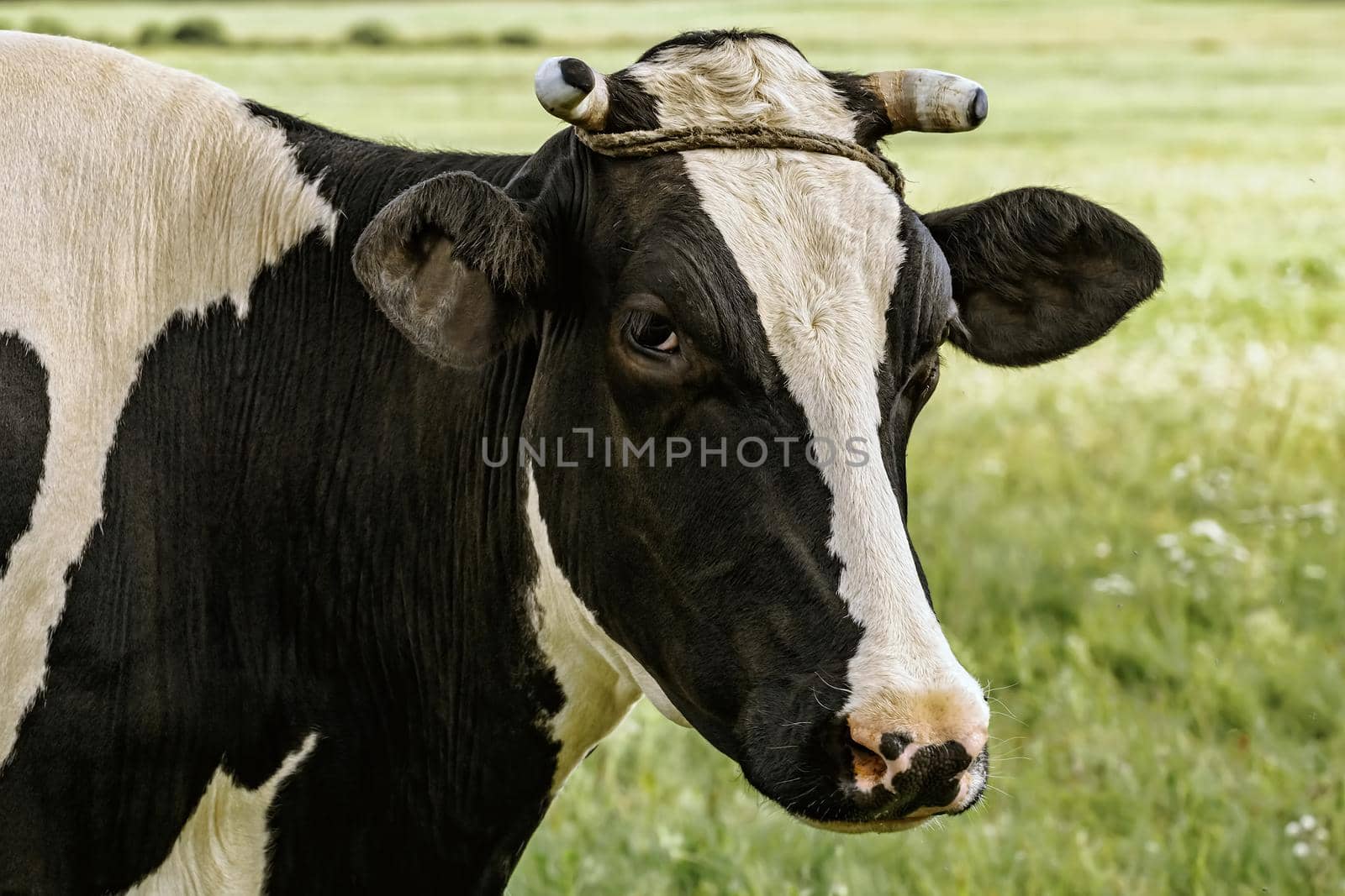 Cow on the pasture by SNR