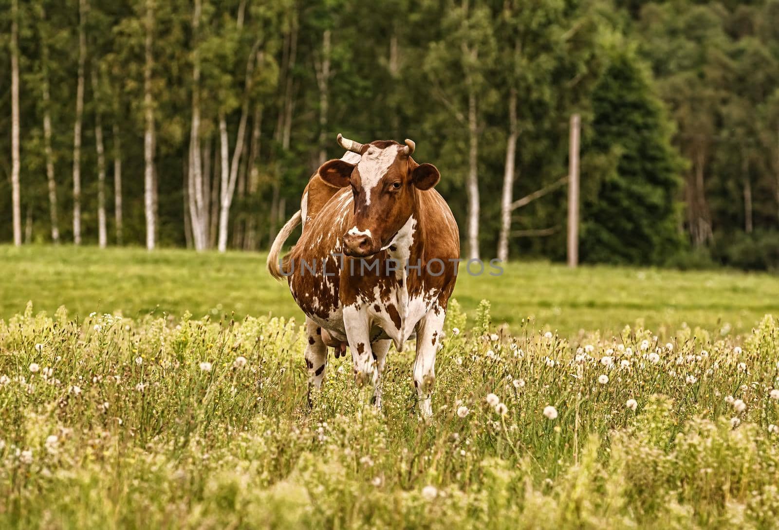 Cow on the pasture in rural area