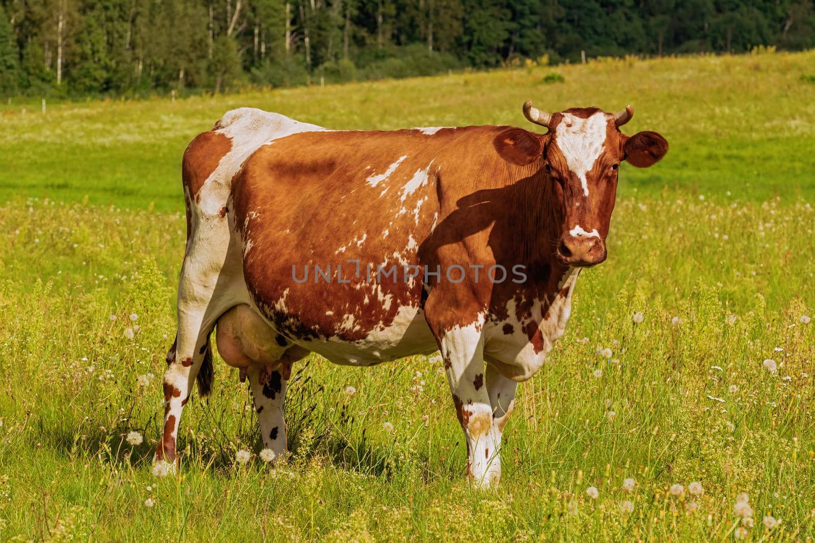 Cow on the pasture in rural area