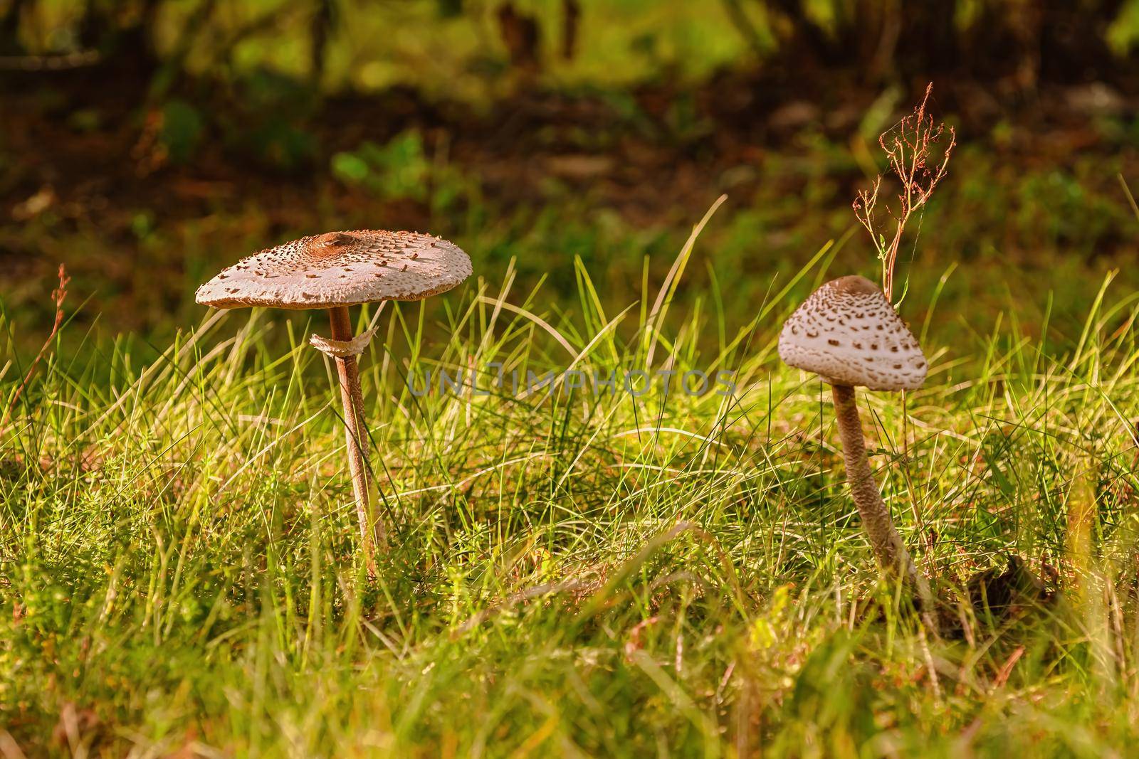 Basidiomycete fungus - Macrolepiota procera, the parasol mushroom