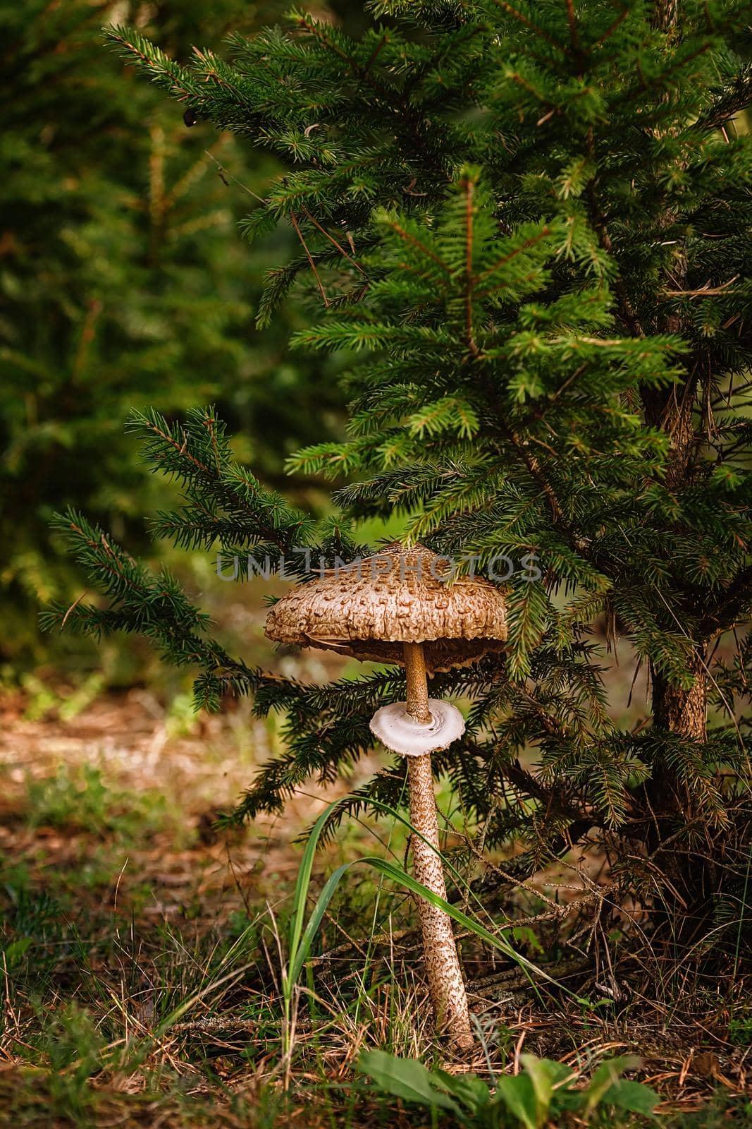 Basidiomycete fungus - Macrolepiota procera, the parasol mushroom