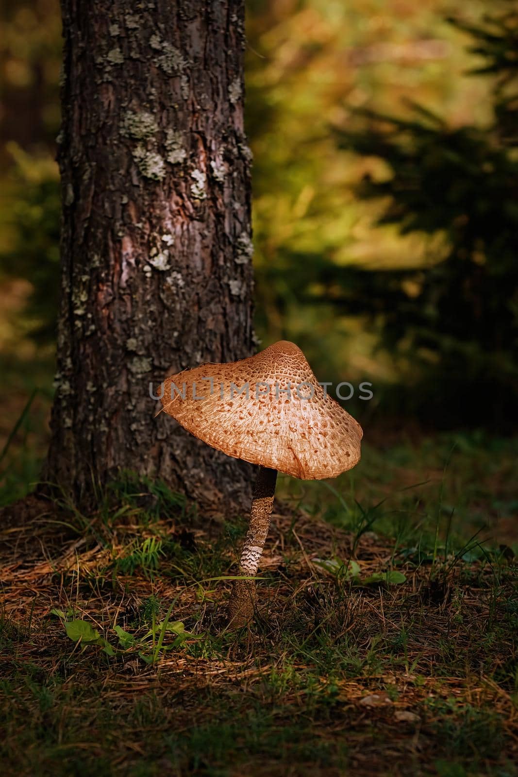 Basidiomycete fungus - Macrolepiota procera, the parasol mushroom
