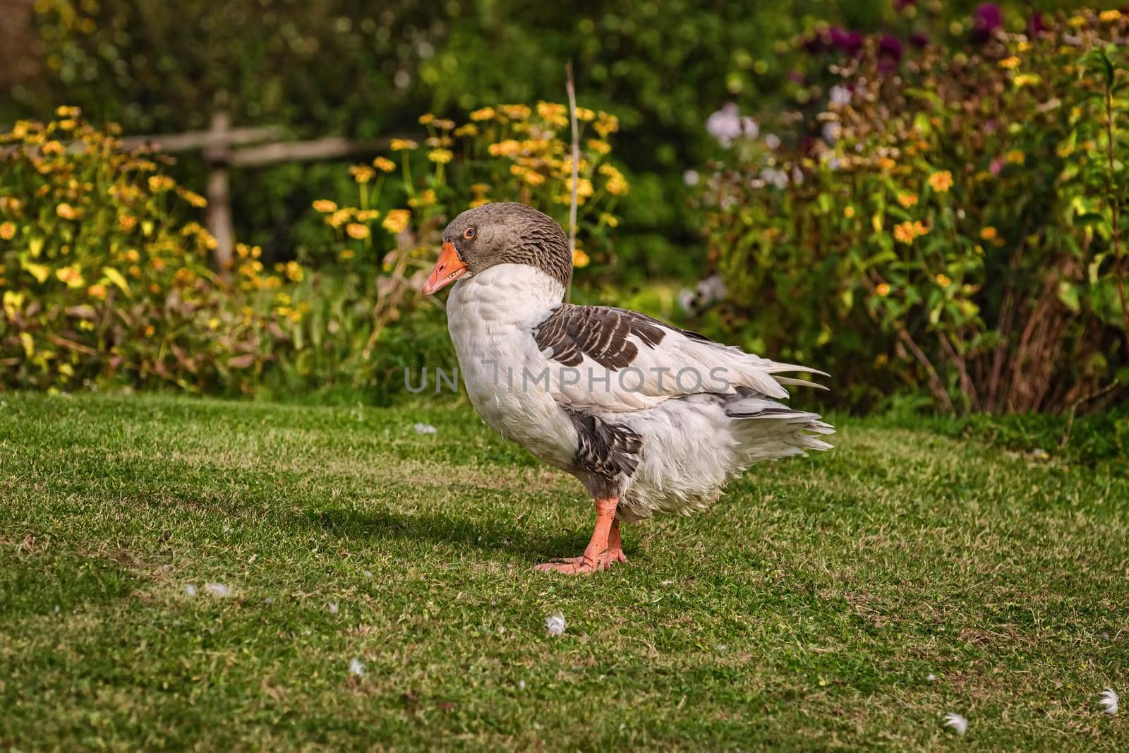 Domestic goose on the lawn in rural area